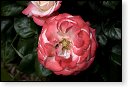 rode rozen roos rosa flora natuur bloem bloemen cultivars cultivar fleurop rosaceae tuin rozentuin valentijn valentijsdag romantiek liefde merci